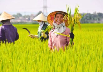 Le chapeau conique est un accessoire indispensable des paysans vietnamiens