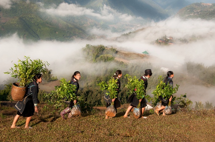 Plantation du thé vert Vietnam