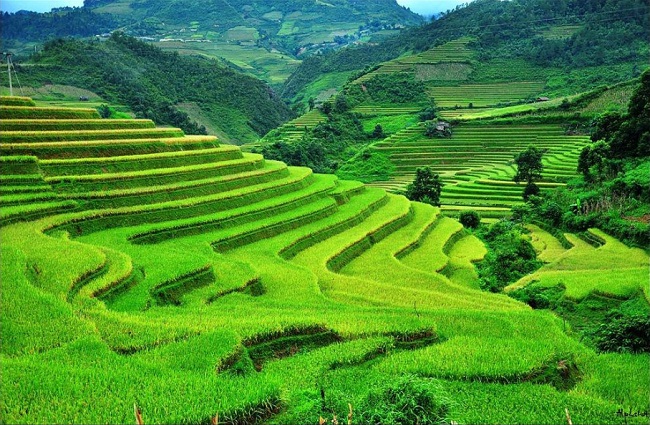 riziere-du-vietnam