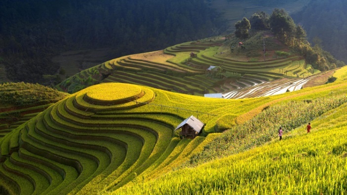Belle rizière de Mu Cang Chai Vietnam