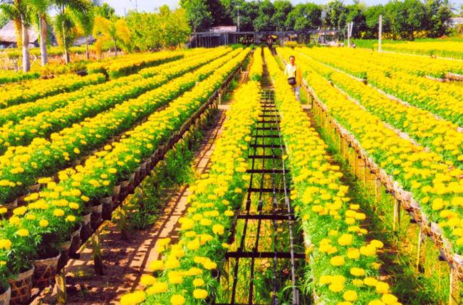 Belles fleurs de Sa Dec au Sud Vietnam
