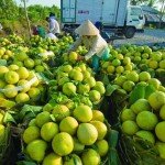 Marché noix des coco à Ben Tre au Vietnam