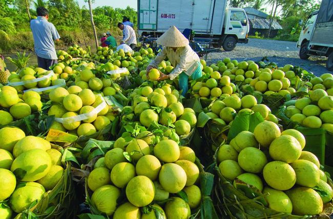 Marche noix des coco Ben Tre Vietnam