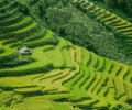 Sapa rizière en terrasse Vietnam