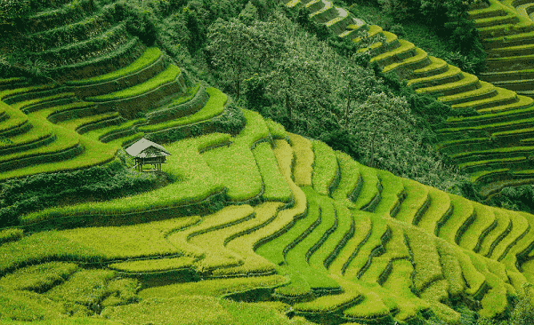 Sapa rizière en terrasse Vietnam