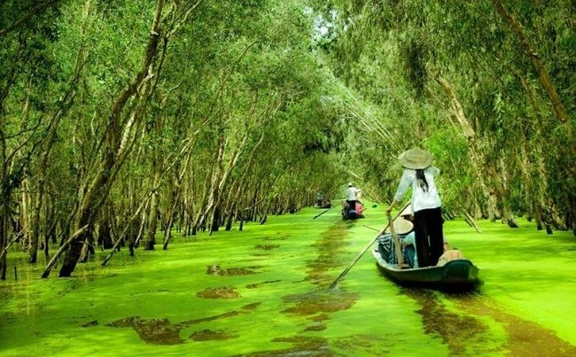 foret de tra su - delta du mekong - vietnam