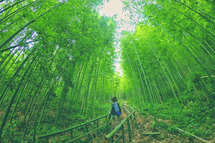 mu cang chai yen bai foret de bambous