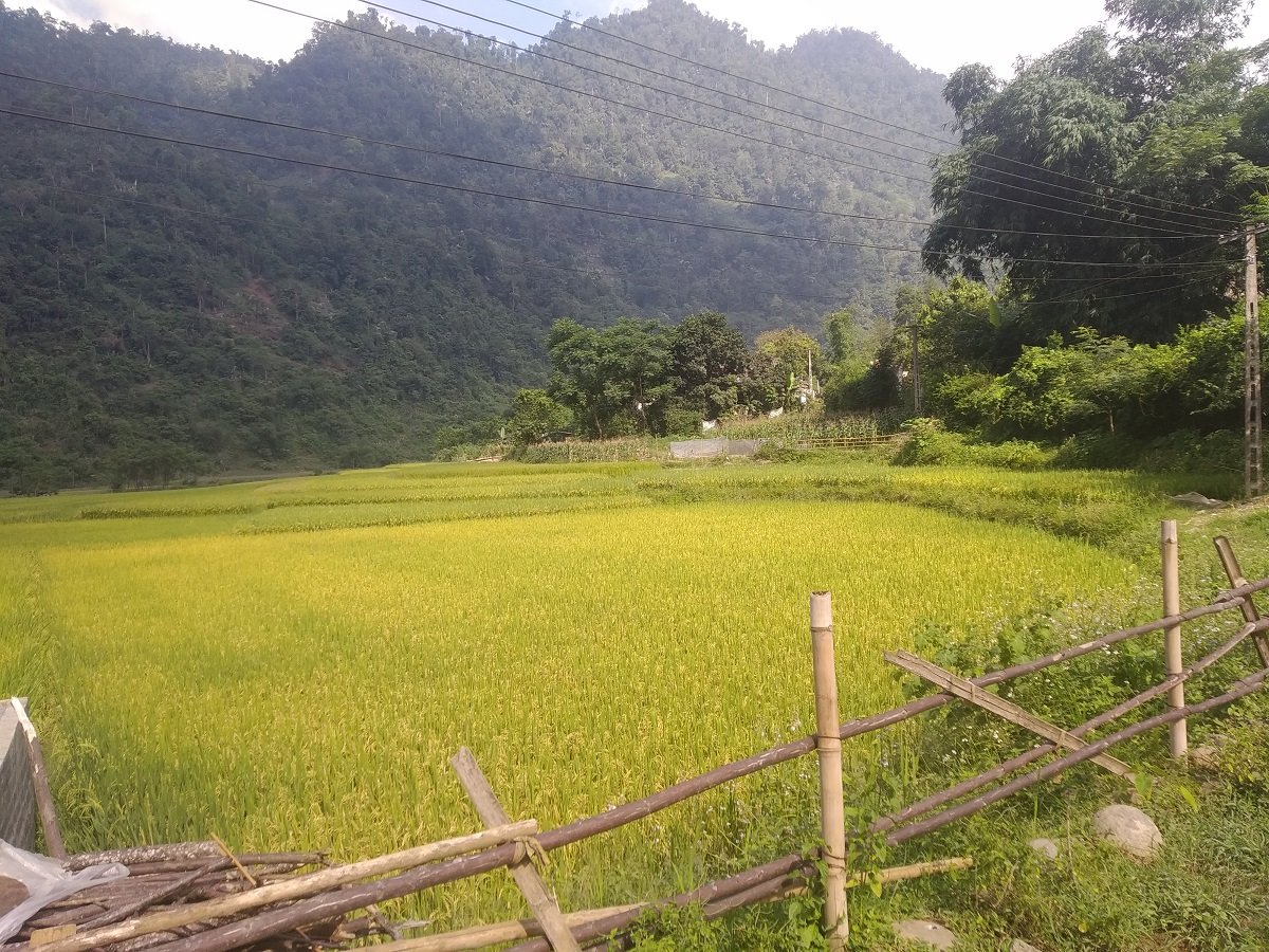 Les rizières de la province de Yen Bai