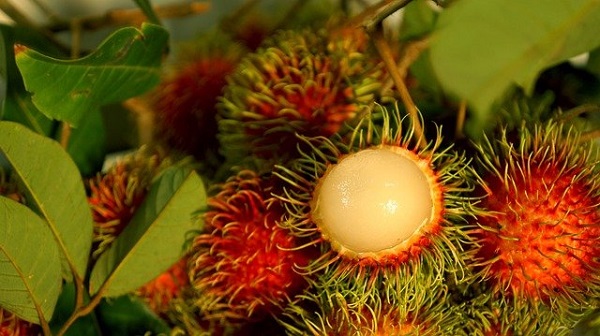 Ramboutan fruit exotique vietnam