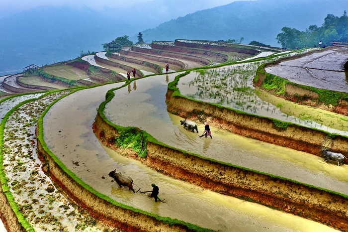 Hà Giang Việt Nam rizière en terrase