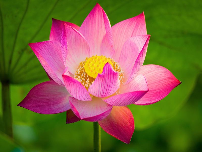 Le lotus est la fleur nationale du Vietnam, symbole de pureté, de résilience et de beauté intemporelle.