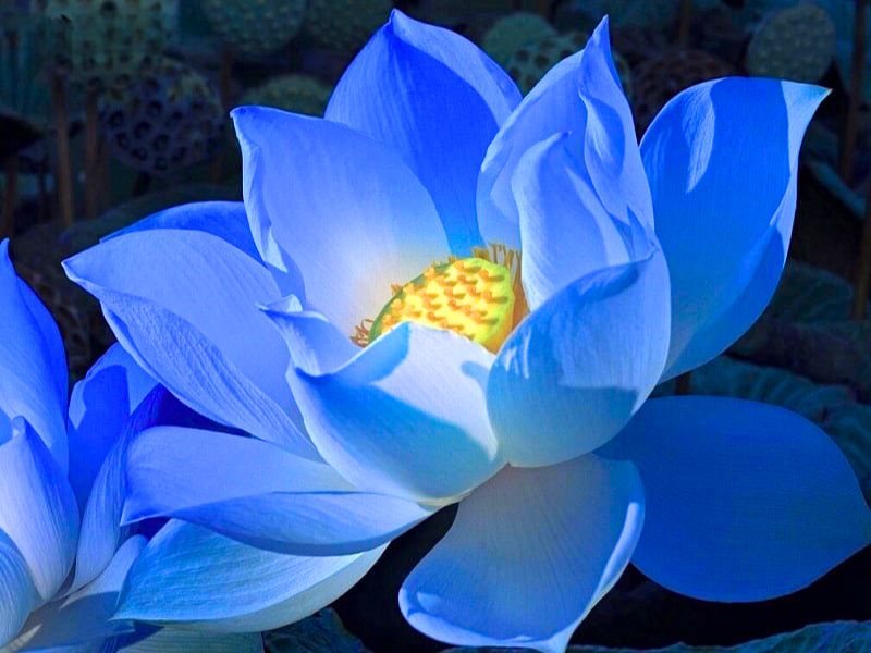 Le lotus se décline en plusieurs variétés, chacune de ses couleurs portant une signification unique