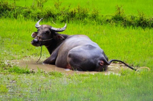 buffalo-se-baigne-dans-le-champs