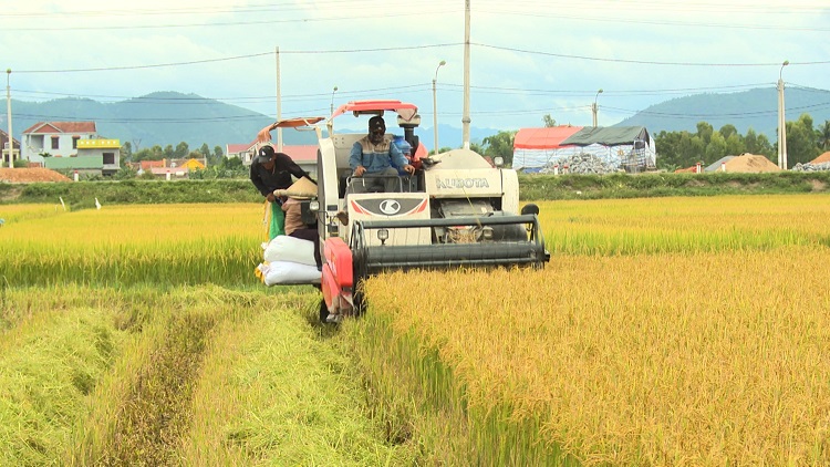 récolter le riz