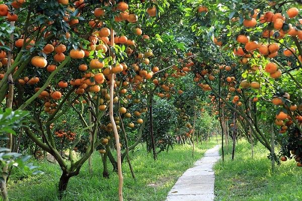Jardin de fruits à Can Tho