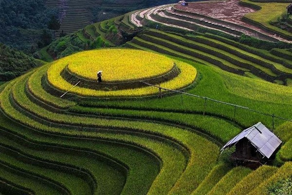 riziere-en-terrasse-voyage-au-vietnam