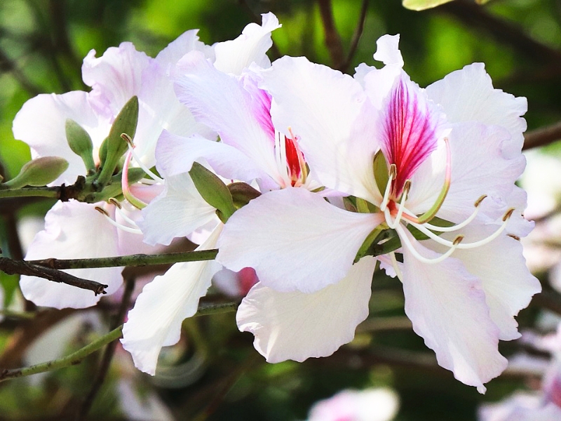 Hoa ban (Fleur de bauhinia)
