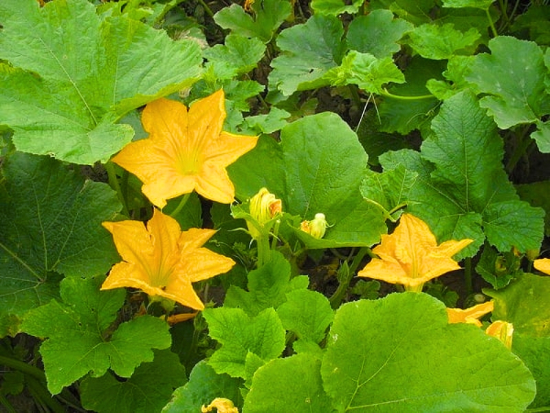 Hoa bí (Fleur de courge)