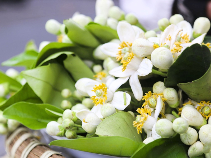 Hoa bưởi (Fleur de pamplemousse)