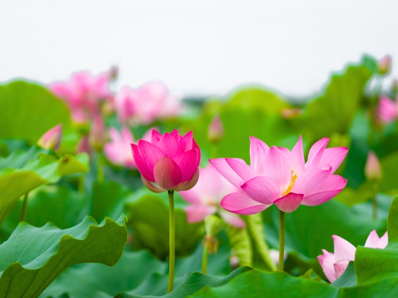 Hoa sen (Fleur de lotus) est le symbole national du Vietnam