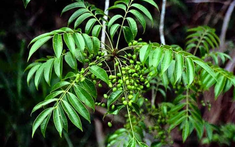 À l'origine, cet îlot abritait une grande quantité d'arbres à laque.