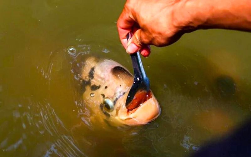 Nourrir les poissons avec du riz - Une aventure authentique au cœur du Sud Vietnam