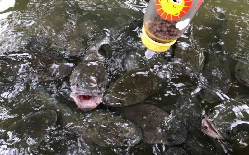 Nourrissez les poissons serpents au biberon pour une expérience unique!