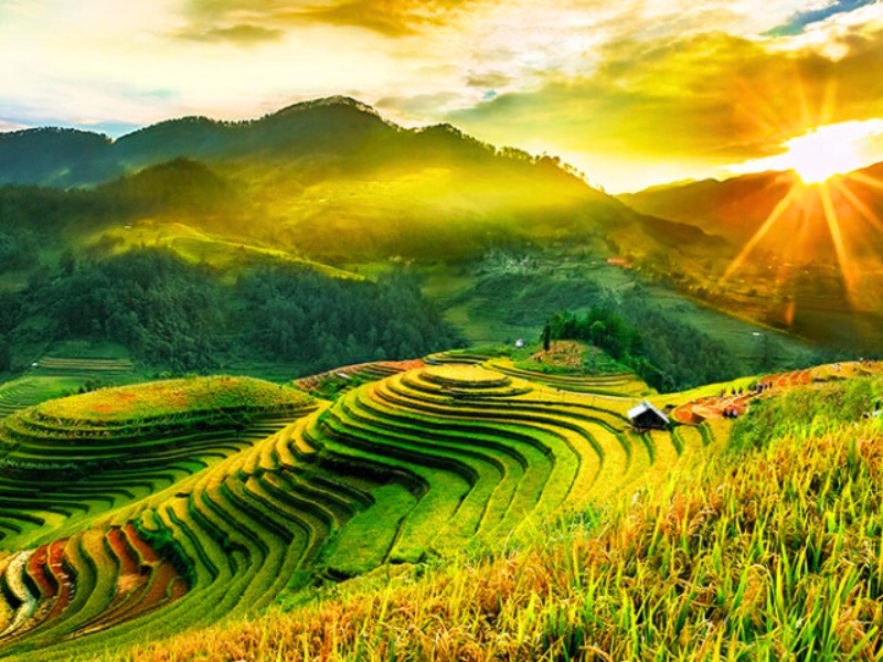 Les rizières en terrasse brillent sous le soleil de la saison des récoltes à Mu Cang Chai