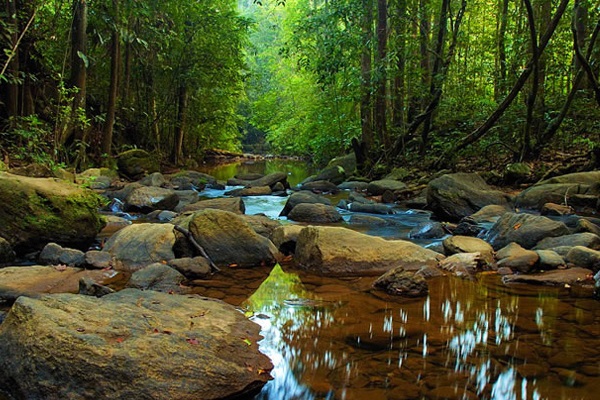 La foret de Sinharaja Sri Lanka voyage