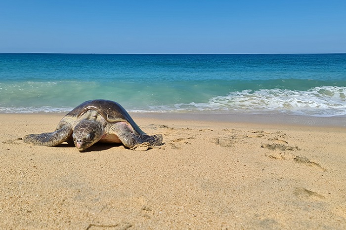 observer les tortues sur la plage de Rekawa Sri Lanka voyage