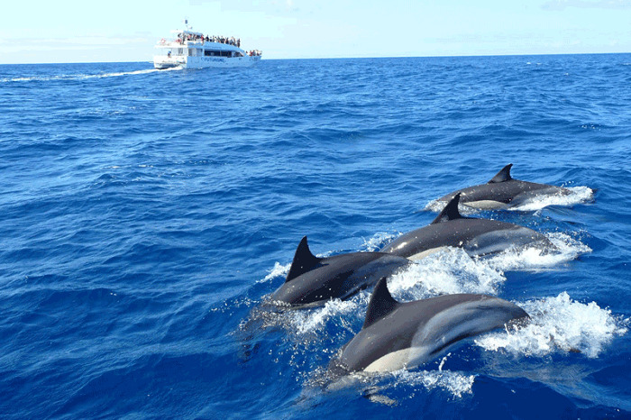 rencontre-des-dauphins-Kalpitiya-Sri-Lanka