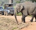 Safari en jeep parc national de Wilpattu Sri Lanka