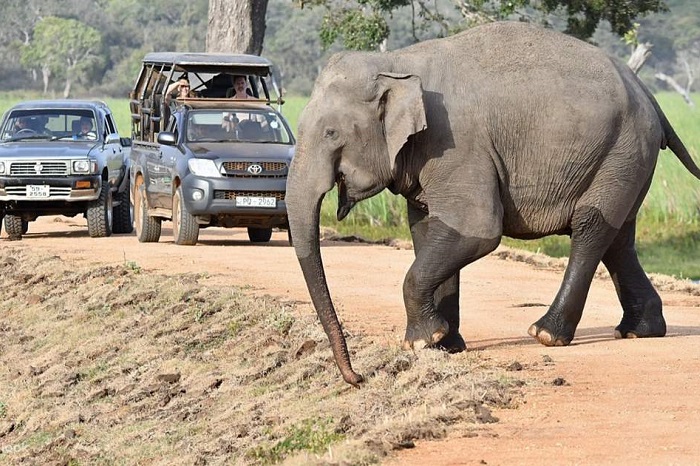 Safari en jeep parc national de Wilpattu Sri Lanka