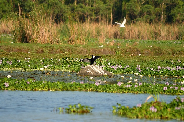 Sanctuaire oiseaux de Kalametiva Sri Lanka