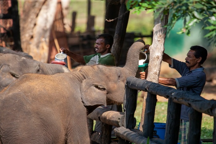 Udawalawe Elephant Transit Home Sri Lanka voyage