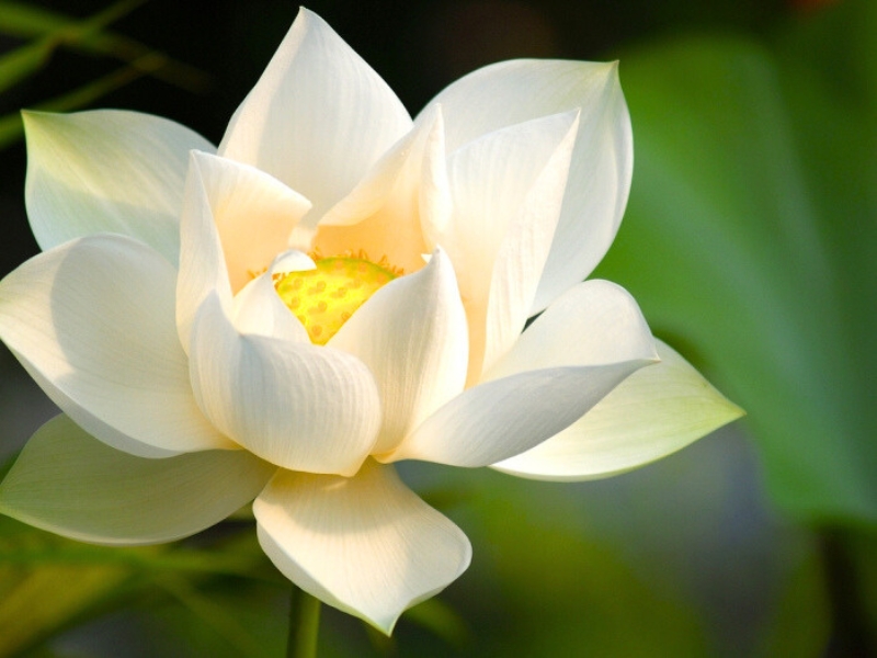 Le lotus incarne l'amour pur et la loyauté.