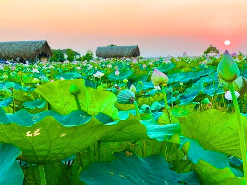 Les lotus en pleine floraison à Đồng Tháp Mười créent un tableau de sérénité et de poésie.