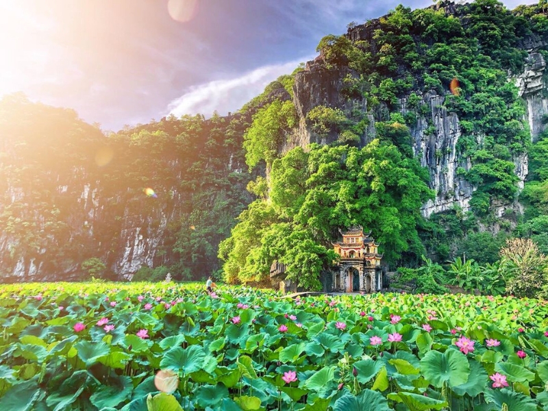 Plongez dans la sérénité de l’Étang de lotus à Tam Coc - Bich Dong, où la nature se pare de couleurs poétiques et d'une beauté intemporelle