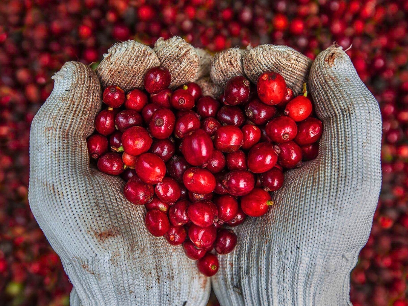 Le Vietnam est le deuxième plus grand exportateur de café au monde. Shopping au Vietnam