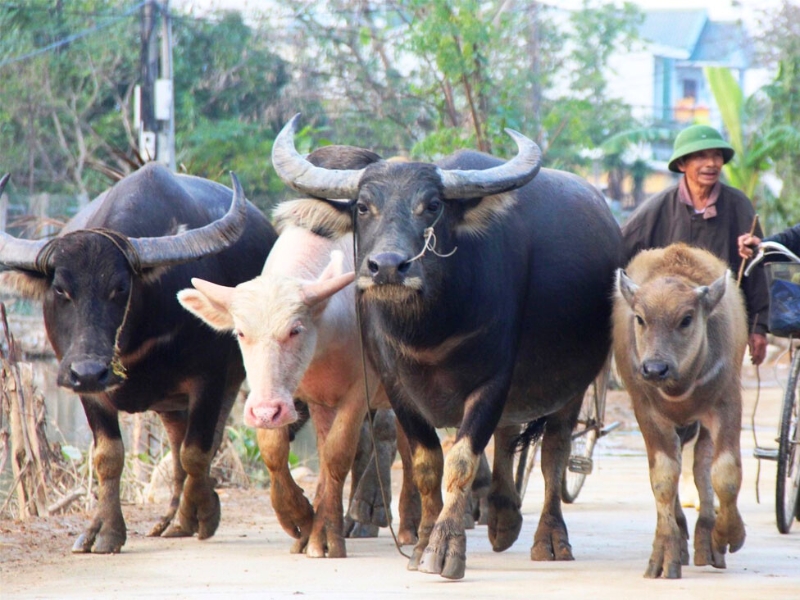 Appel des buffles pour fêter le Têt chez les Muong Têt des ethnies minoritaires vietnamiennes